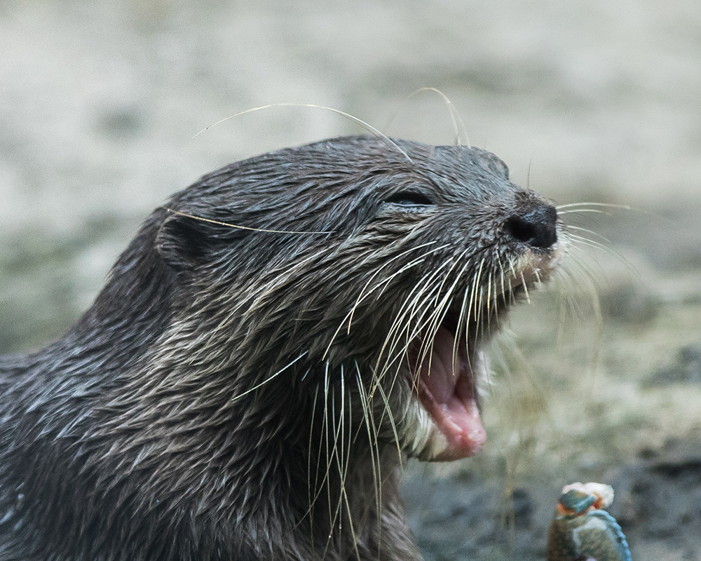Asian small-clawed Otter