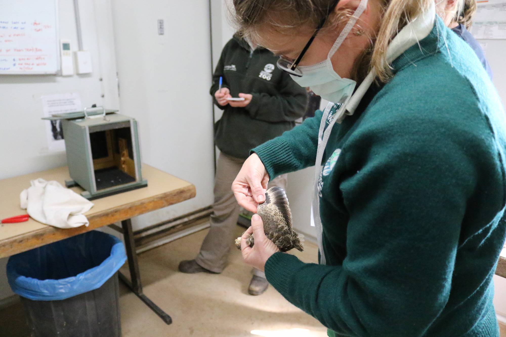 Vet checking chick