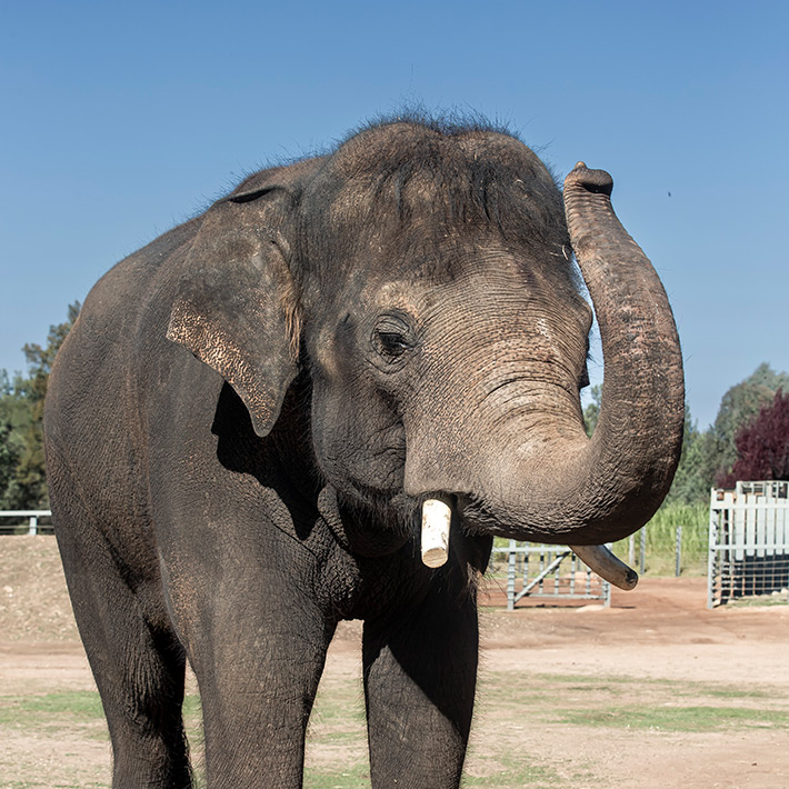 Pathi-Harn the Elephant. Photo: Rick Stevens
