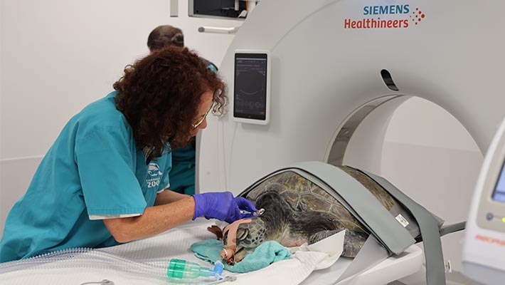 Brownie the Green Sea Turtle receiving scans 