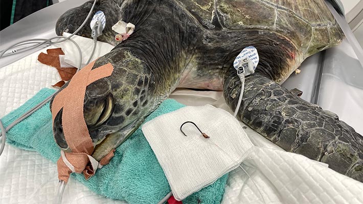 Green Sea Turtle at Taronga Wildlife Hospital