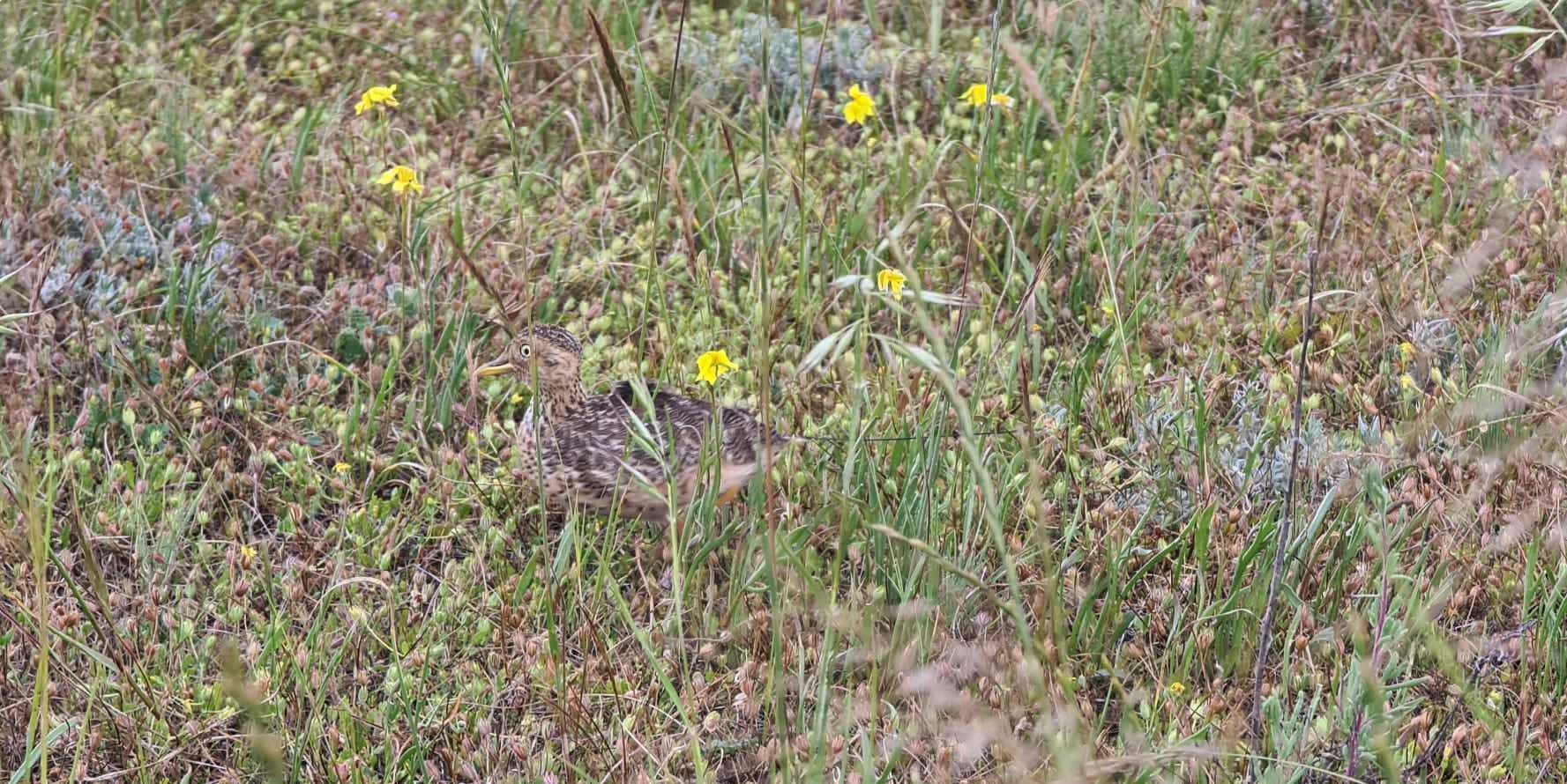 Plains-wanderer released in the Northern Plains of Victoria