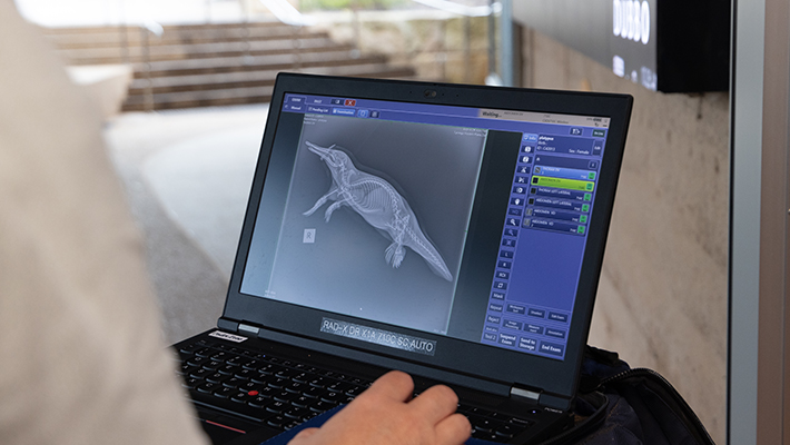 X-ray of Platypus being viewed on computer screen