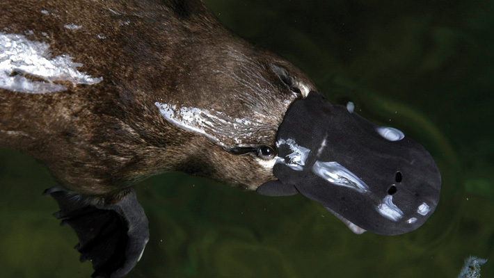 Platypus. Photo credit: Gary Ramage