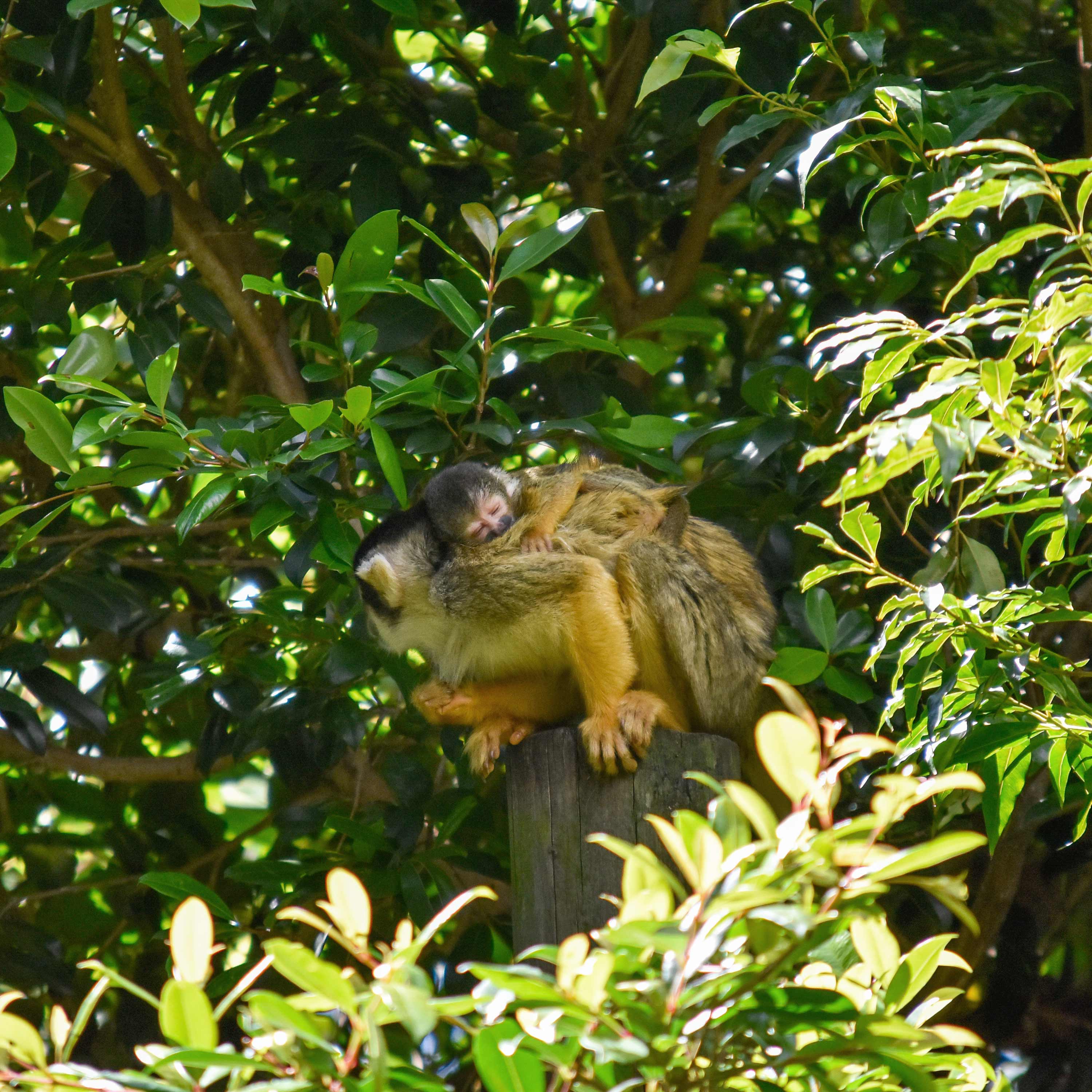 Squirrel Monkey baby- Lauren Pendry