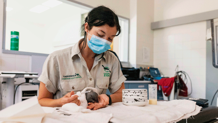 Veterinary Nurse Liz feeds orphaned Echidna Puggle