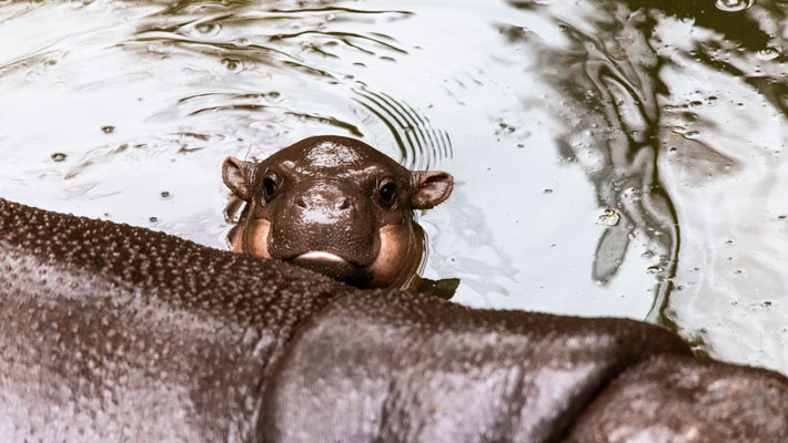 Pygmy Hippo Calf swimming
