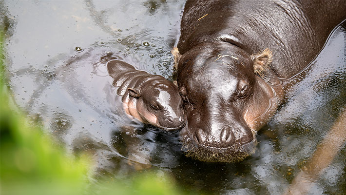 Pygmy Hippo Calf Lololi and mother Kambiri. Photo credit: Keeper Scott Brown
