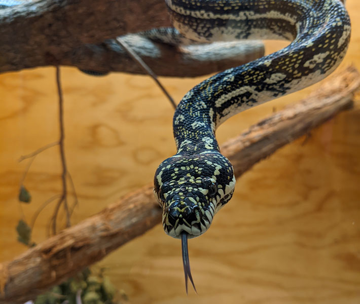 Reptiles Alive Show Taronga Conservation Society Australia