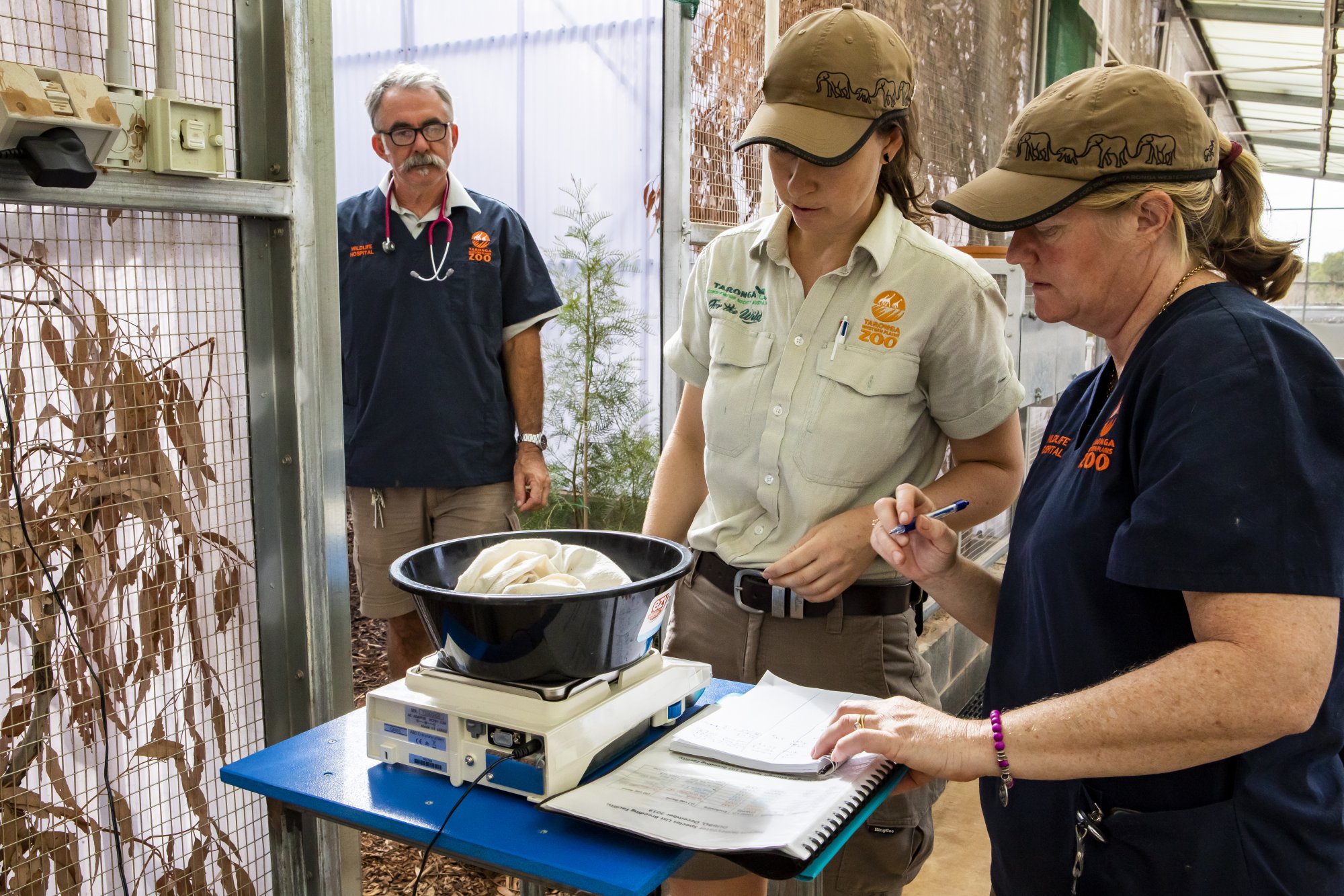 Birds are weighed as part of their health check. Photo: Rick Stevens 