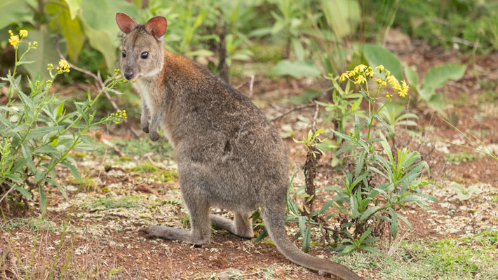 Red-necked Pademelons are sometimes considered wallabies and can be found along Australia’s east coast.
