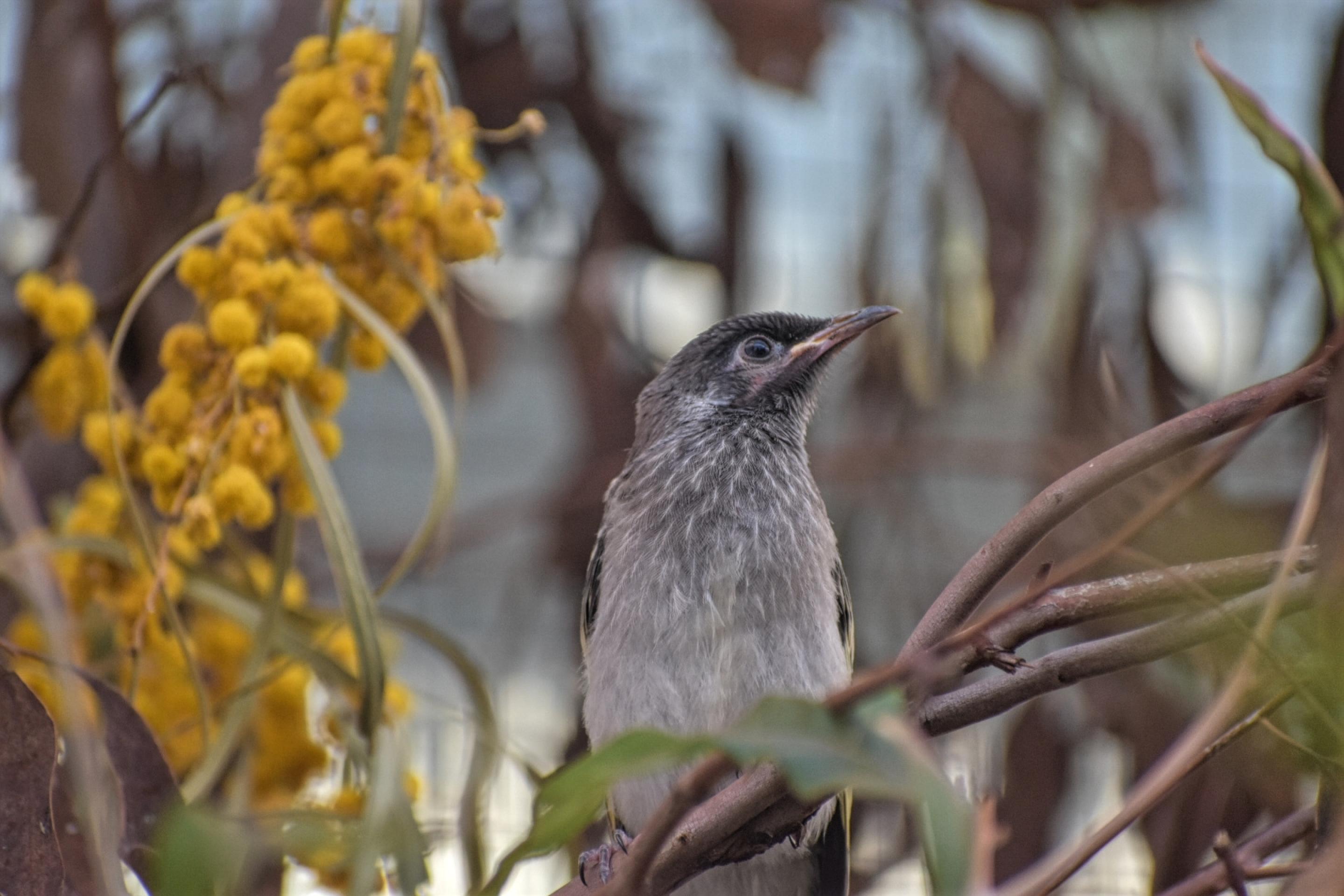 Regent Honeyeater chick