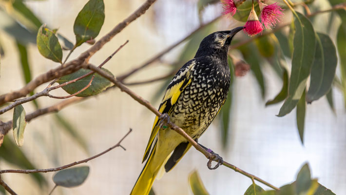 Regent Honeyeater, Photo: Rick Stevens