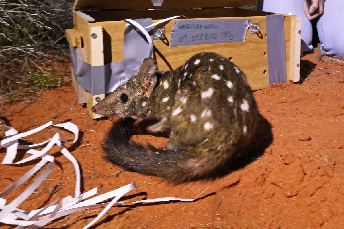 Released Chuditch in Sturt National Park