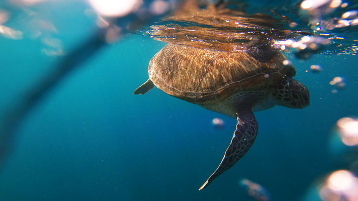 Female Green turtle released back into the ocean outside the Sydney Heads.