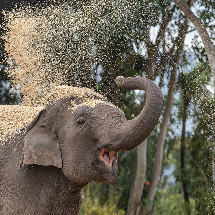 Asian Elephant Pak Boon playing in saw dust bath