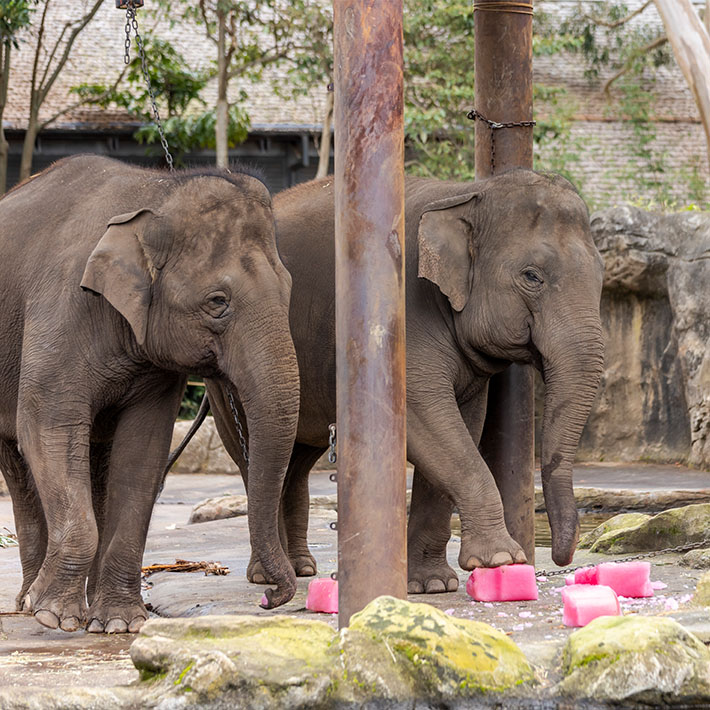 Elephants Tang Mo and Pak Boon crushing icicle enrichment at Taronga Zoo Sydney