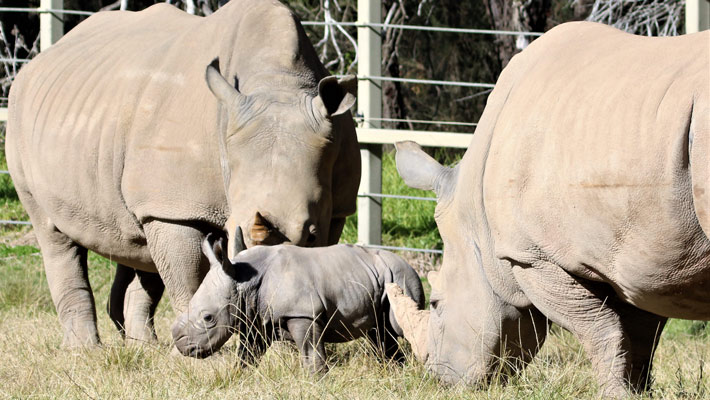 Rhino calf exploring his paddock with mother Mopani and older female Likwezi 