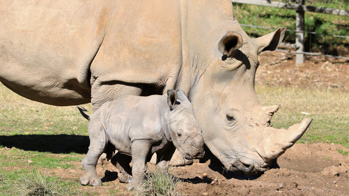 Rhino Calf with mother Mopani 
