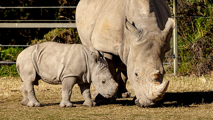 The White Rhino herd has a new addition – male calf Jabulani