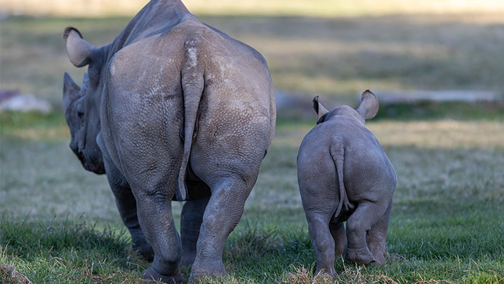 Kufara and Matobo walking together at Taronga Western Plains Zoo.
