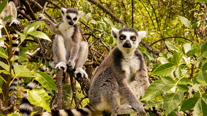 Ring-tailed lemur 