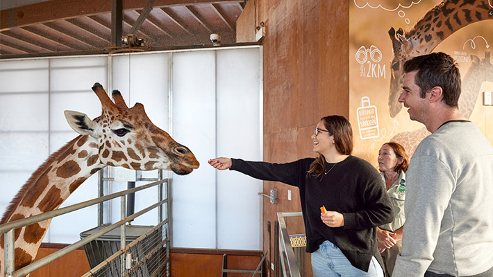 Visitors hand feeding giraffes at Roar and Snore 