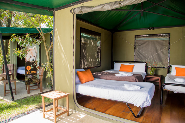 Roar and Snore Safari Tents