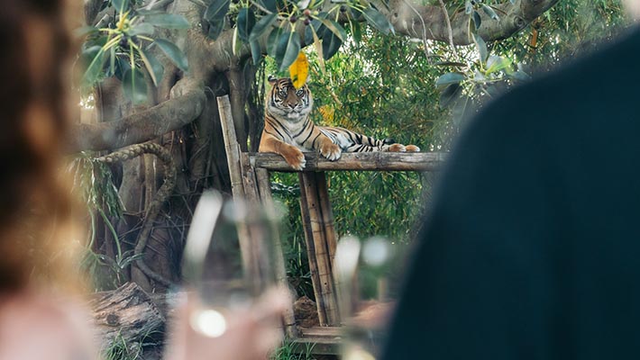 Watch animals like the tiger as you enjoy your wine tasting experience