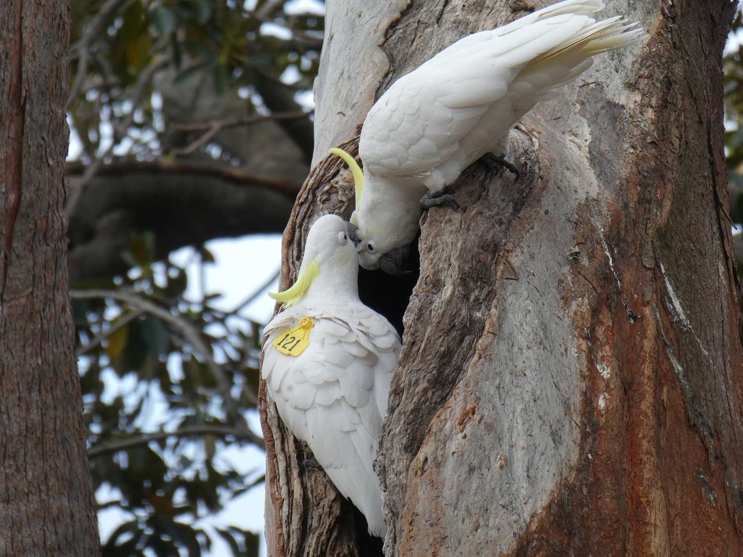 'Roberta' (121), a wing-tagged Sulphur-crested Cockatoo. Photo credit - Dr. John Martin