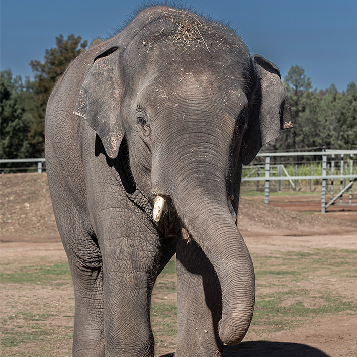 Sabai the Elephant. Photo: Rick Stevens 