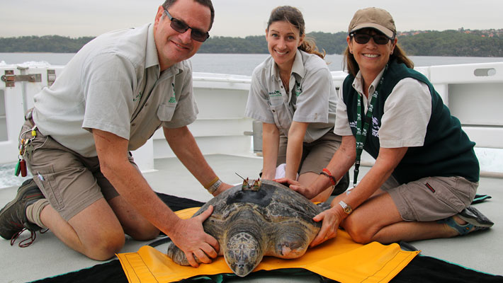 Green Sea Turtle Release. Photo: Paul Fahy
