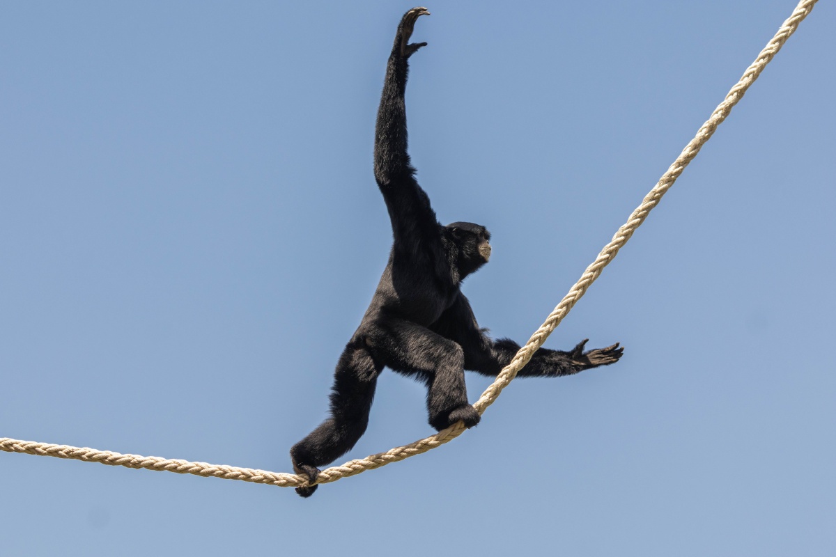 Siamang Kasarna balancing at Taronga Western Plains Zoo