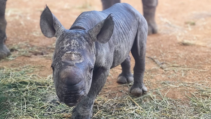 Black Rhino calf finding his feet alongside mum Kufara