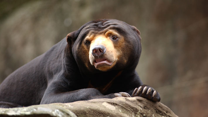 Mr Hobbs the Sun Bear