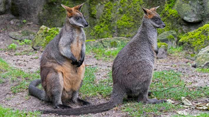 Swamp Wallabies have webbed feet which make them excellent swimmers in swampy areas