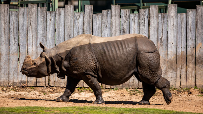 Greater One-horned Rhino at Dubbo