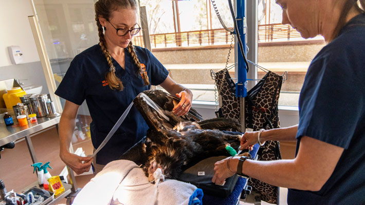 Raptor being assessed at Wildlife Hospital