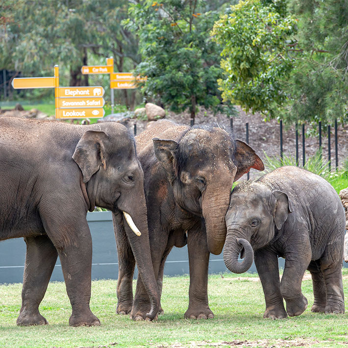 Mixed Asian Elephant herd at Taronga Western Plains Zoo, Dubbo