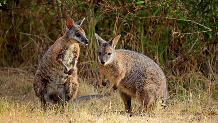 The noisy Tammar Wallabies vocalises for courtship and stamps the ground to show alarm