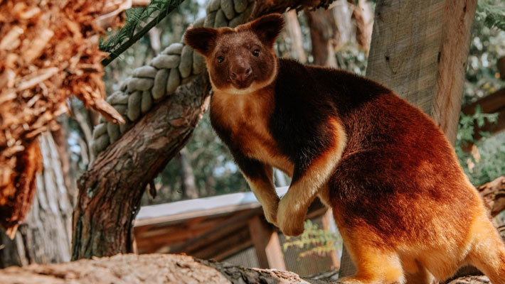 Taro the Tree Kangaroo all grown up
