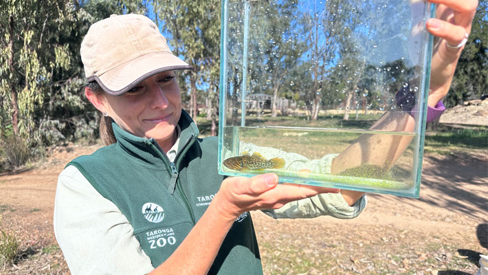 Lion keeper Sasha Brook with Southern Purple Spotted Gudgeon