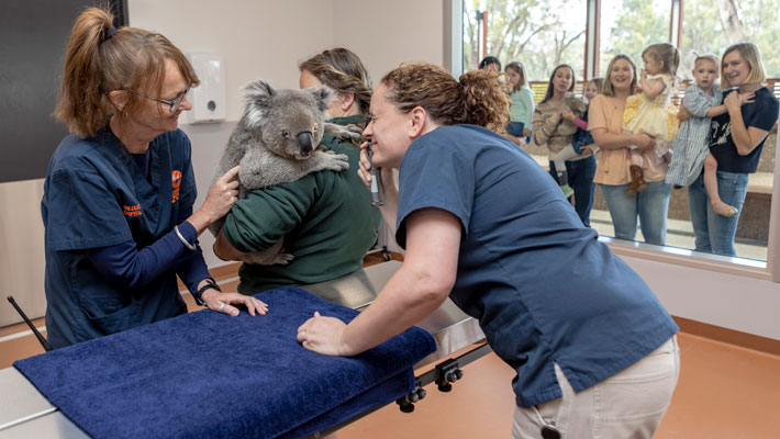 Guests observing Hospital staff caring for a Koala
