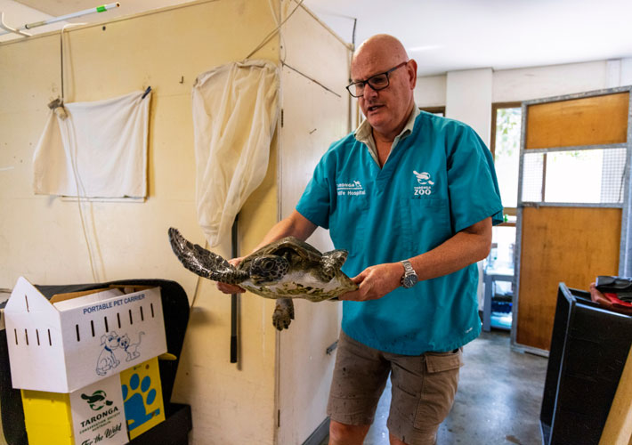 Senior Vet, Larry Vogelnest caring for Green Turtle