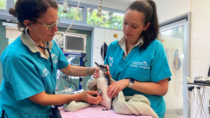 Taronga Wildlife Hospital team, Veterinary Officer Frances Hulst, performing a check on the Penguin