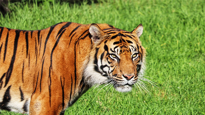 Sakti the Sumatran Tiger at Taronga Western Plains Zoo. Photo: Kirsty Pane 