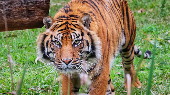 Sakti the Sumatran Tiger at Taronga Western Plains Zoo. Photo: Kirsty Pane 