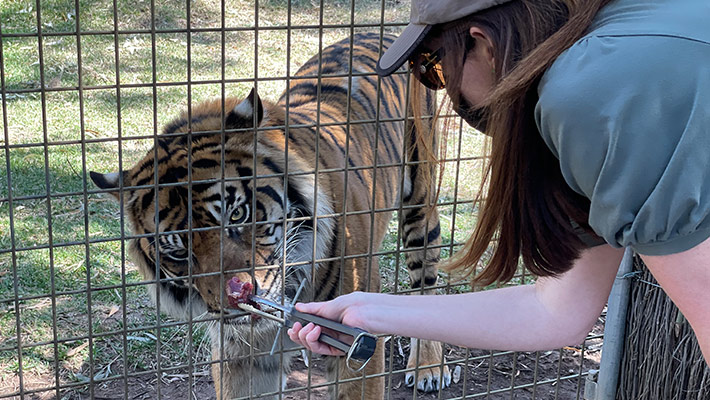 Tiger encounter at Taronga Western Plains Zoo