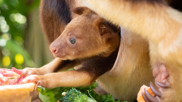 Tree Kangaroo Joey - Taro