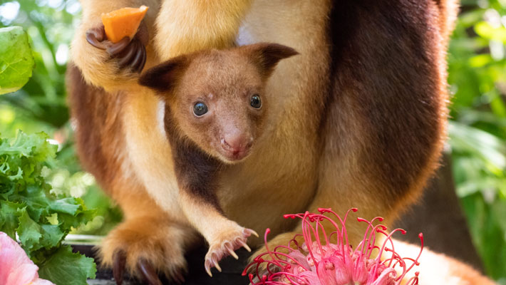 Taro the Tree Kangaroo when he was a Joey